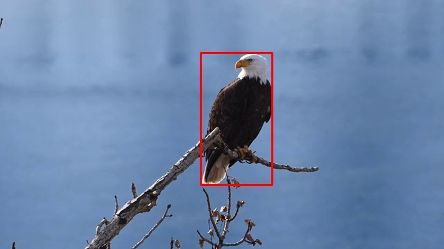 Bald Eagle