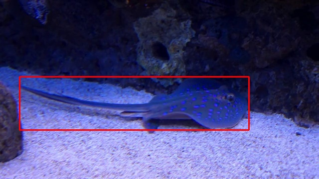 Bluespotted-ribbontail-ray