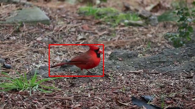 Northern Cardinal