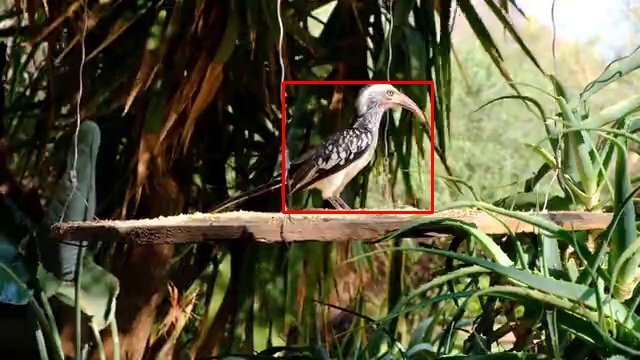 Red-billed-hornbill