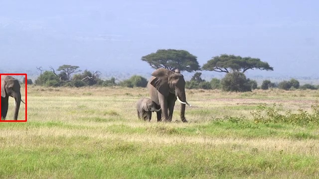 Elephant