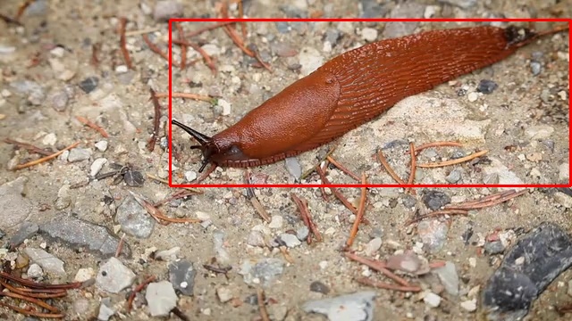 slug