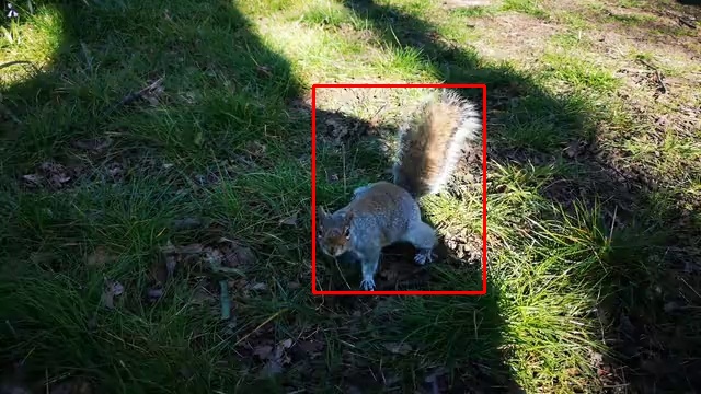 squirrel4